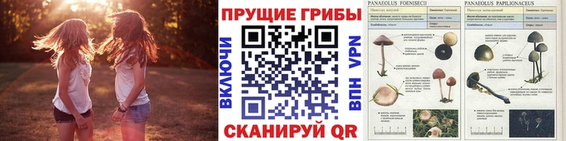 Галлюциногенные грибы MAGIC MUSHROOMS  закладки  Таштагол 